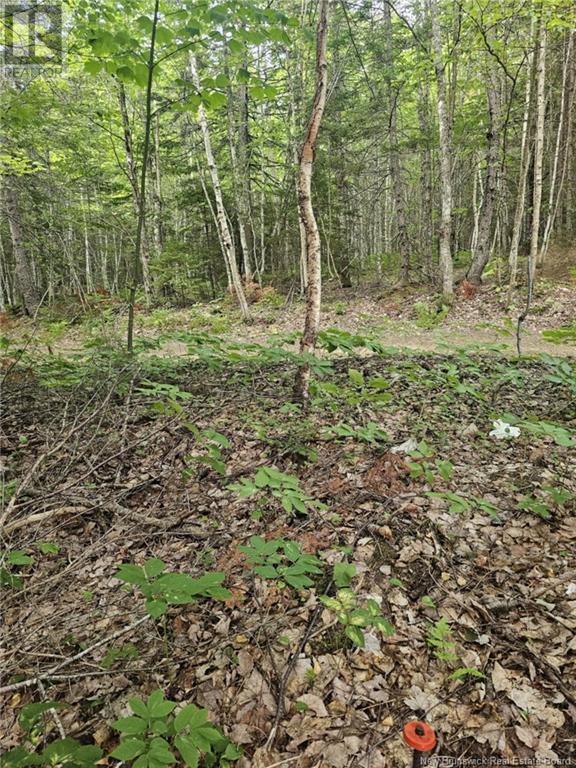 Lot 34 Off Green Road, Elgin, New Brunswick  E4Z 6L4 - Photo 16 - NB123658