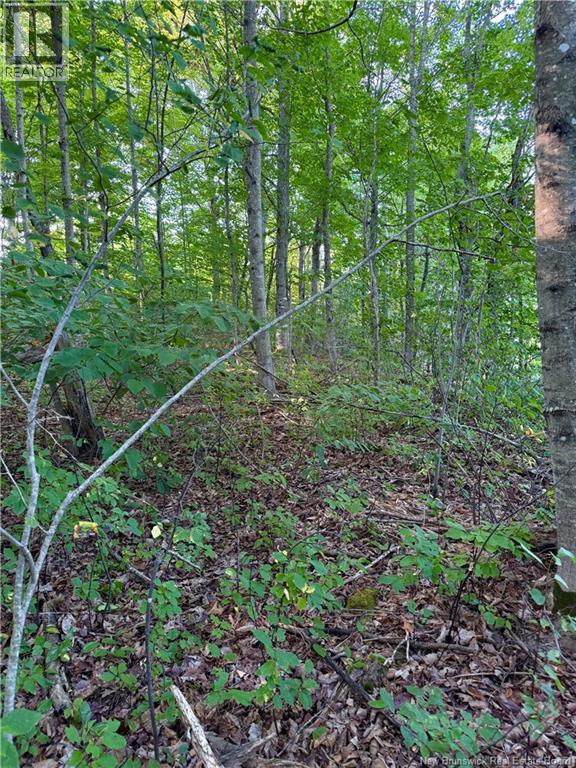 Lot 16-1 Route 105, Northampton, New Brunswick  E7N 1G1 - Photo 11 - NB123562