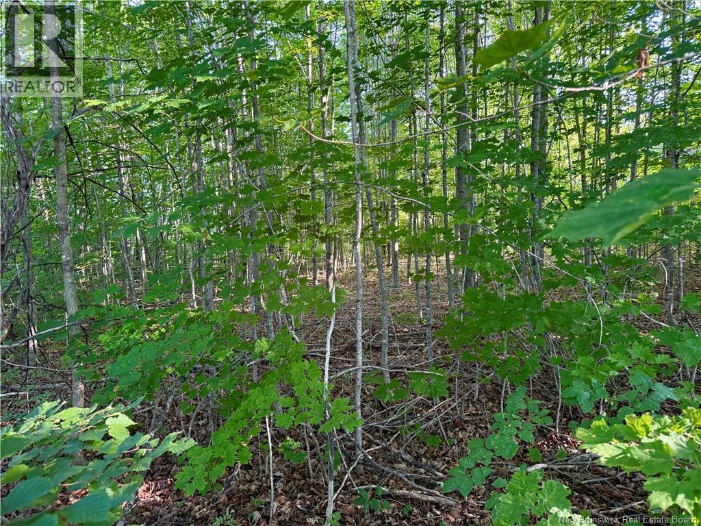 Lot 16-1 Route 105, Northampton, New Brunswick  E7N 1G1 - Photo 13 - NB123562