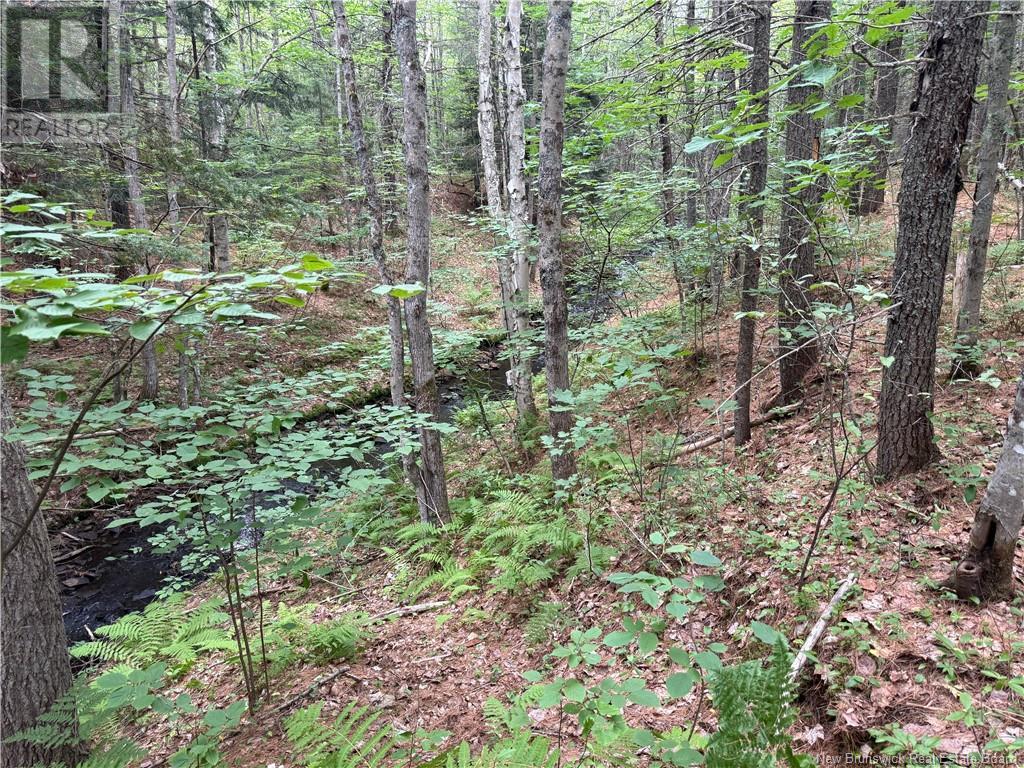 Lot Hill Street, Minto, New Brunswick  E4B 3N3 - Photo 12 - NB123728