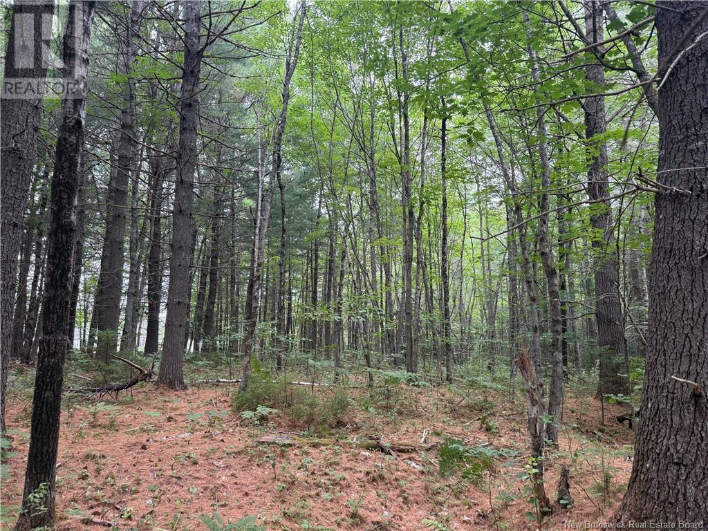 Lot Hill Street, Minto, New Brunswick  E4B 3N3 - Photo 13 - NB123728