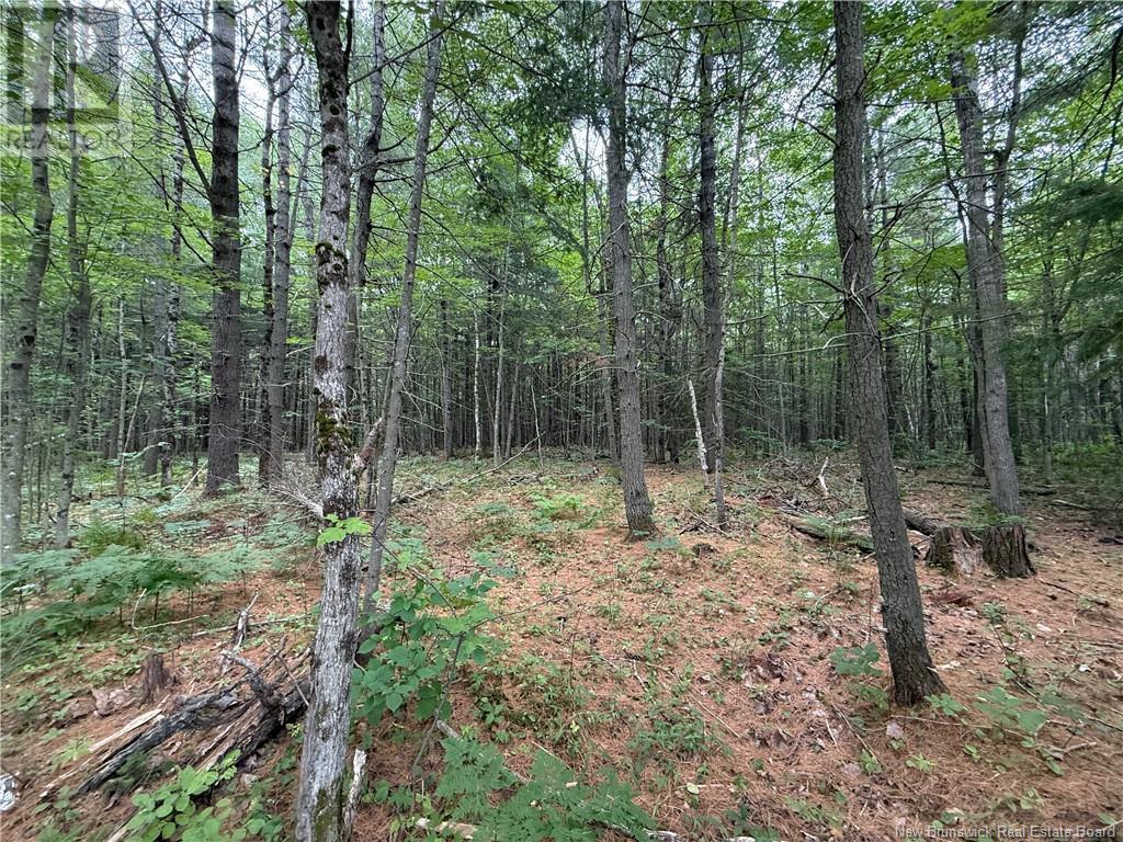Lot Hill Street, Minto, New Brunswick  E4B 3N3 - Photo 14 - NB123728