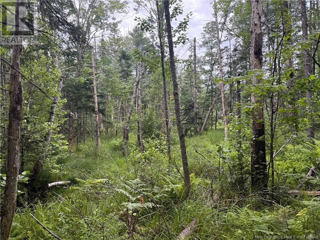 Lot Hill Street, Minto, New Brunswick  E4B 3N3 - Photo 15 - NB123728