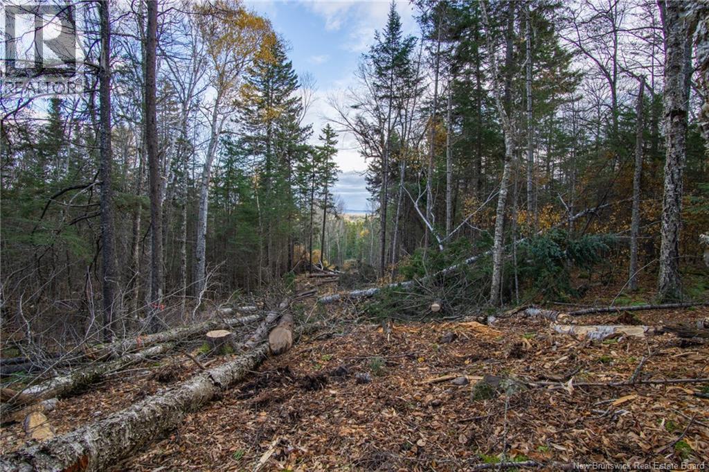Land Chamcook Lake No 1 Road, Chamcook, New Brunswick E5B 2Z4 - Photo 15 - NB123802
