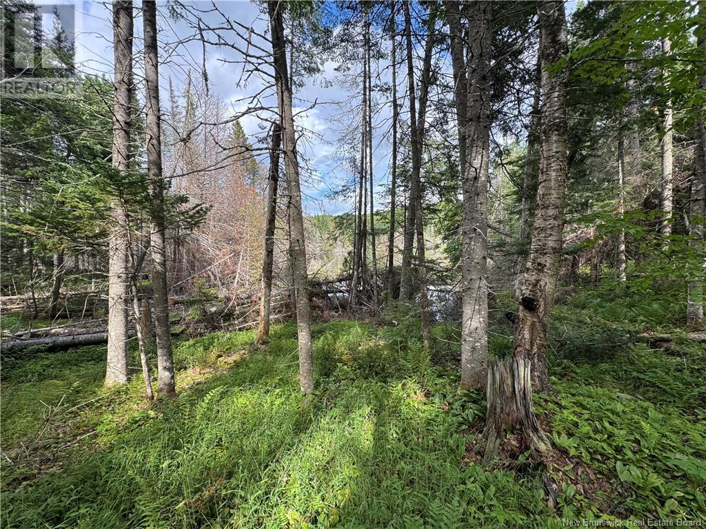 Lot 0 Route 380, Bell Grove, New Brunswick  E7G 4E3 - Photo 3 - NB123835