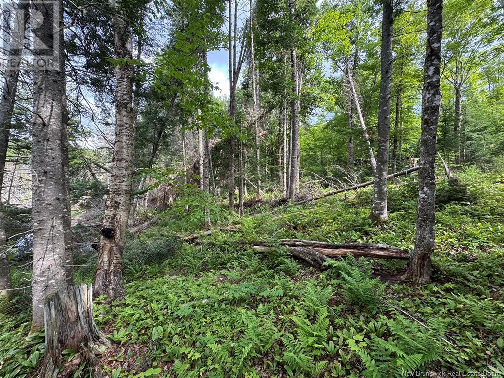Lot 0 Route 380, Bell Grove, New Brunswick  E7G 4E3 - Photo 4 - NB123835
