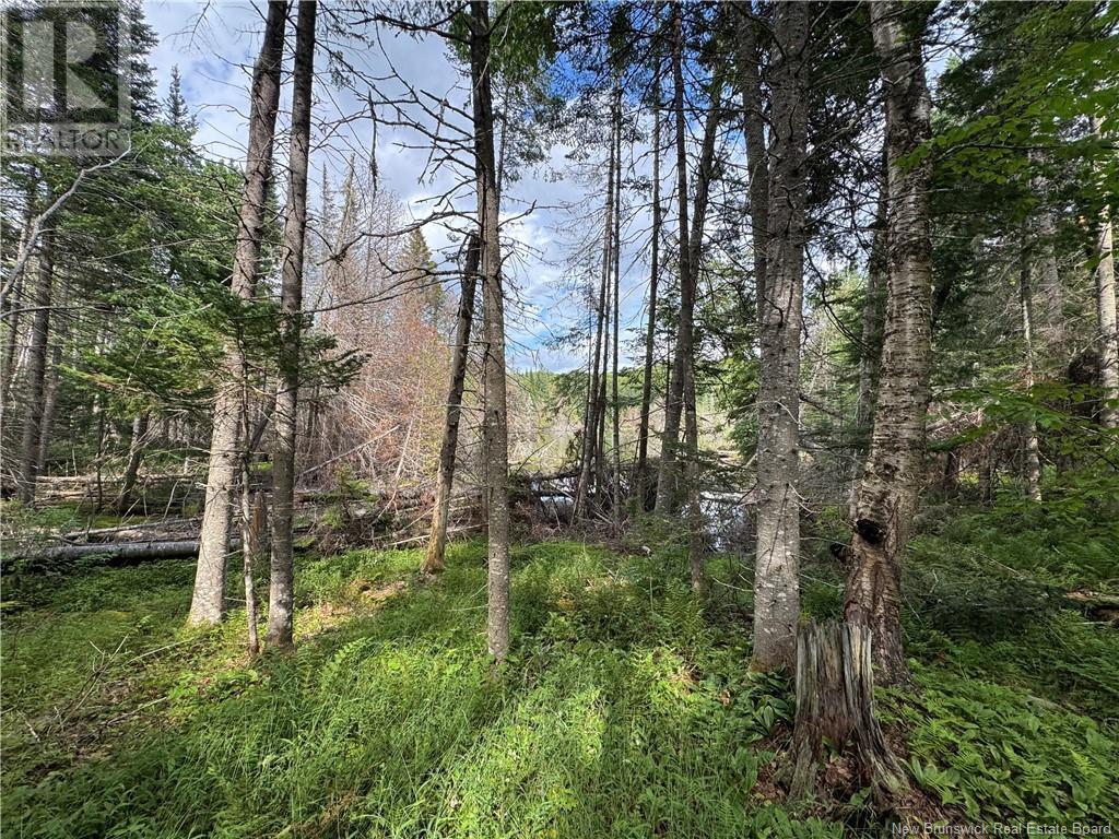 Lot 0 Route 380, Bell Grove, New Brunswick  E7G 4E3 - Photo 6 - NB123835