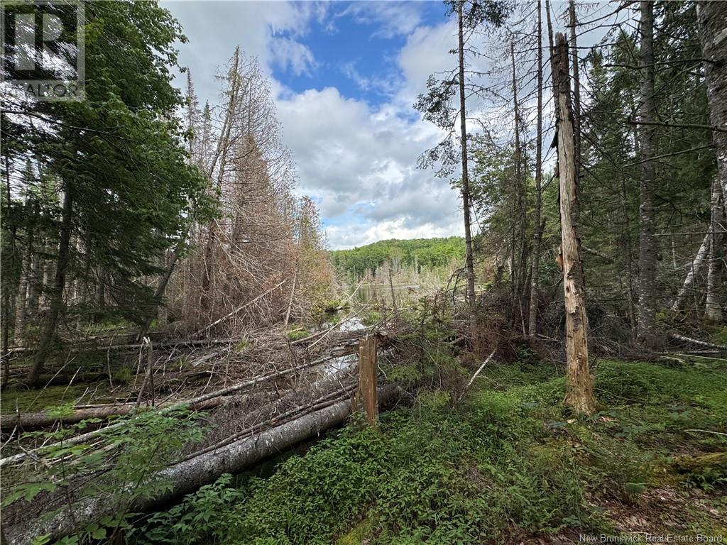 Lot 0 Route 380, Bell Grove, New Brunswick  E7G 4E3 - Photo 7 - NB123835