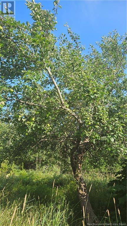 940 Route, Midgic, New Brunswick  E4L 1X1 - Photo 12 - NB123856