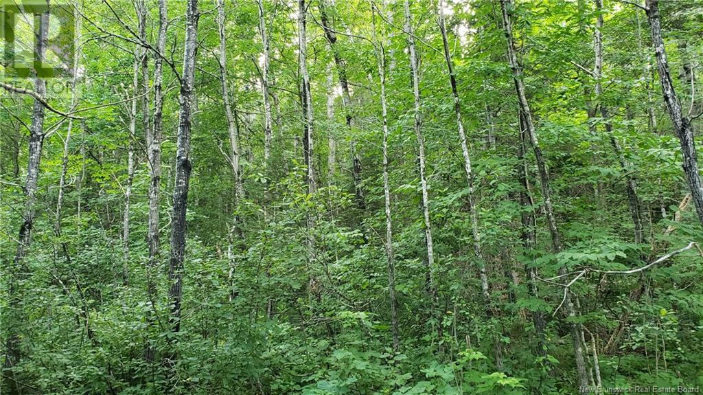 22 Law Road, Picadilly, New Brunswick  E4E 5H3 - Photo 15 - NB123932