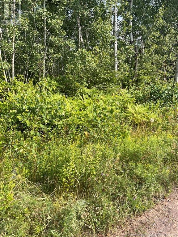 Lot Indian Island Road, Indian Island, New Brunswick  E4W 1S5 - Photo 13 - NB123945