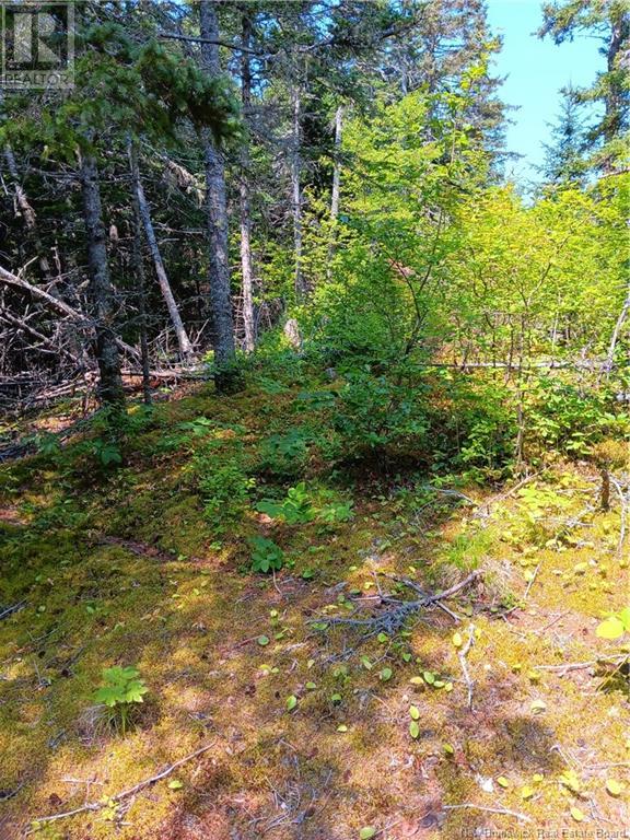 85-173 Harbour Heights Drive, Welshpool, New Brunswick  E5E 1Z5 - Photo 9 - NB123978