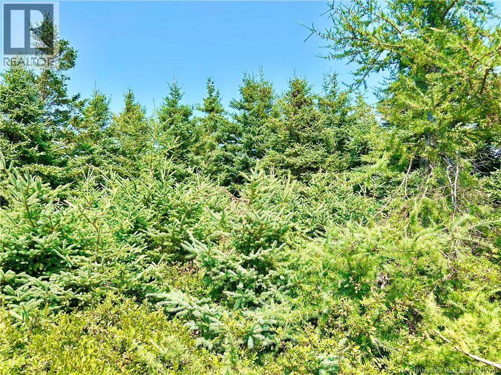 Lot Miscou Harbour, Miscou, New Brunswick  E8T 2E6 - Photo 13 - NB124093