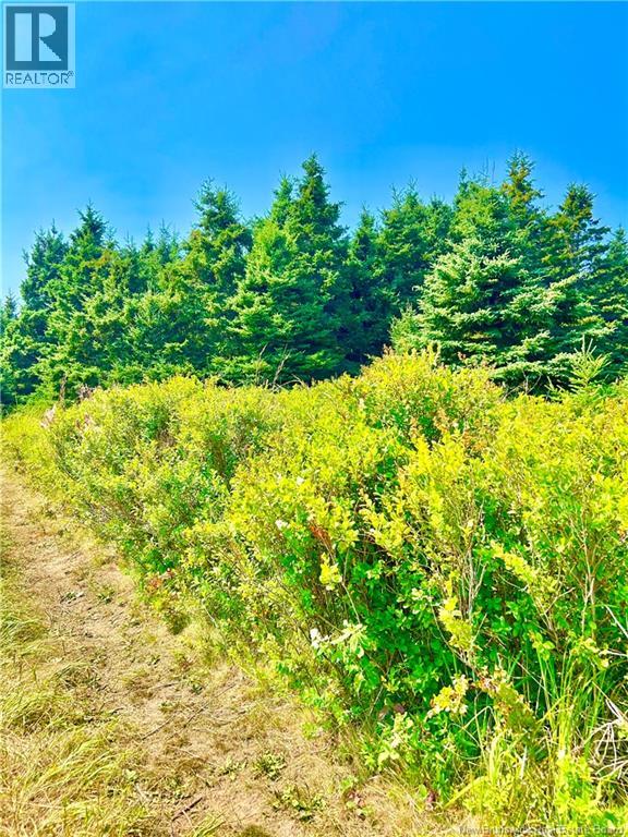 Lot Miscou Harbour, Miscou, New Brunswick  E8T 2E6 - Photo 6 - NB124093
