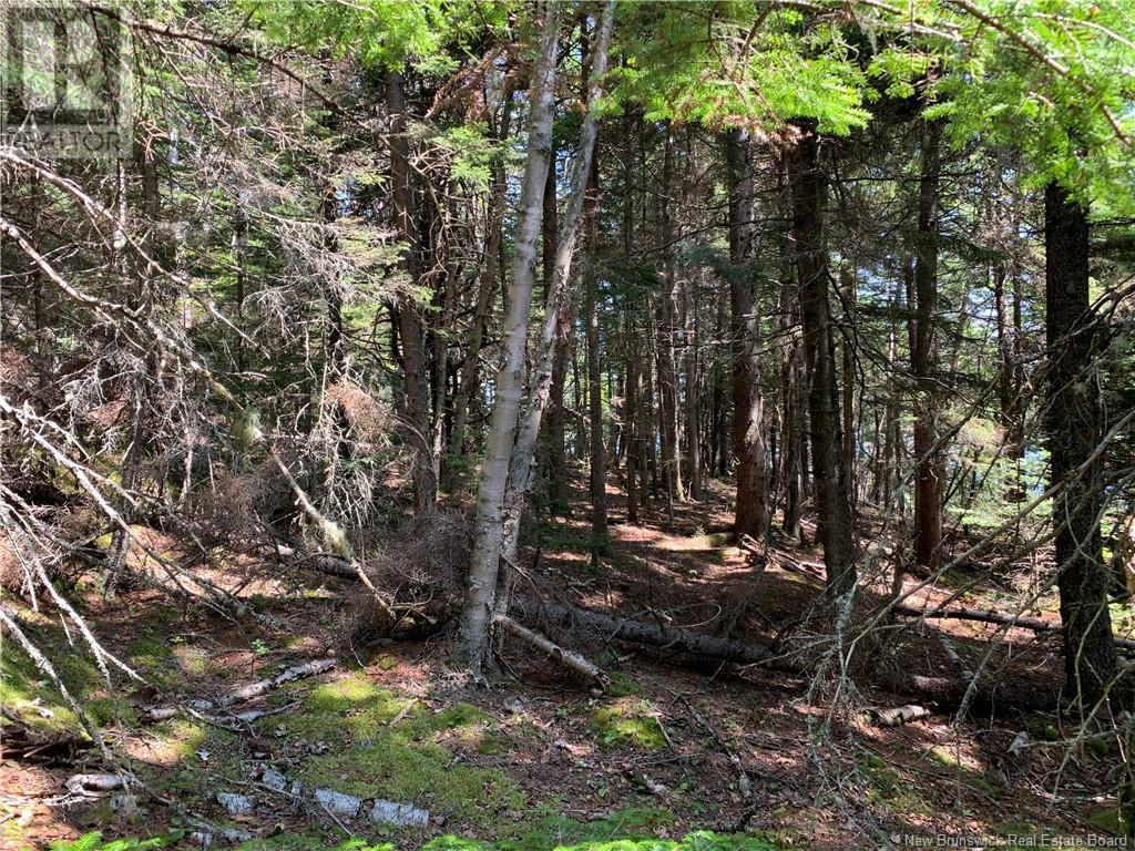 Land Delute Court, Welshpool, New Brunswick  E5E 1J6 - Photo 4 - NB124118