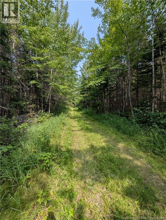 76.8 Acres Little River, Little River, New Brunswick  E2A 6M7 - Photo 11 - NB124269