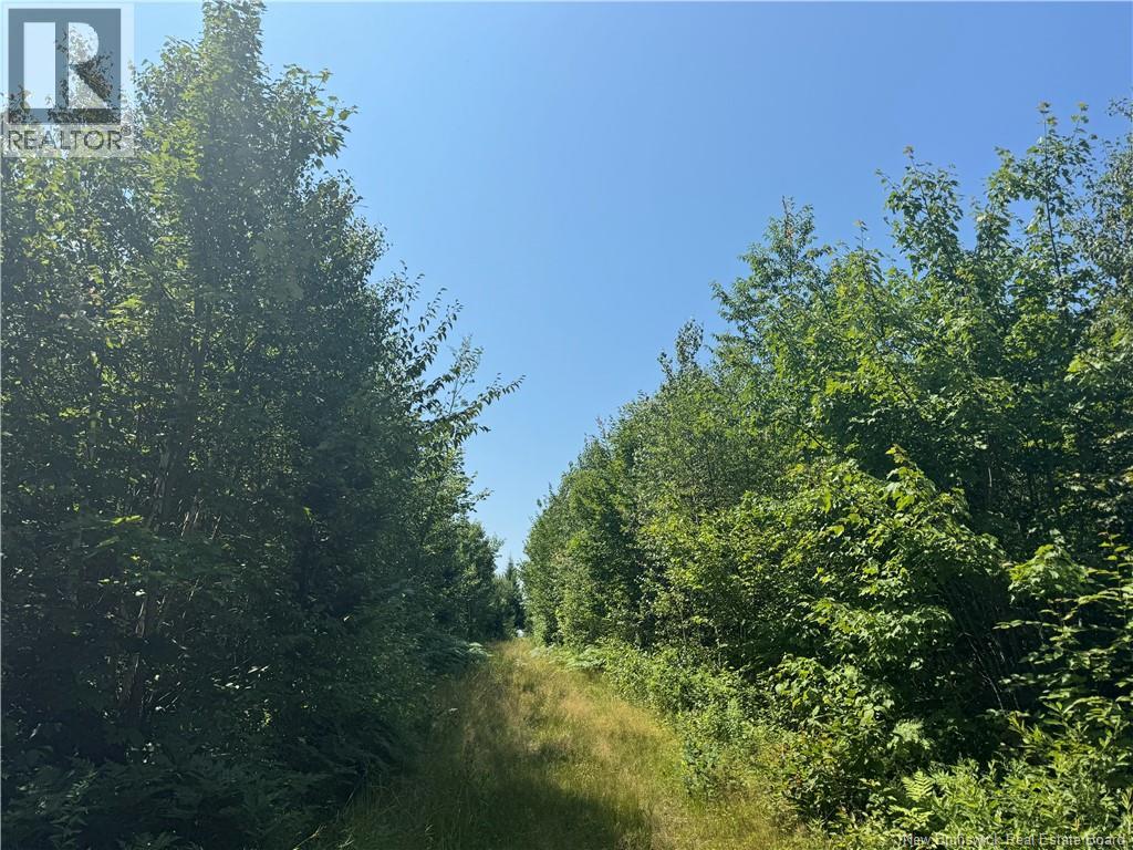 Vacant Lot Ch Nw Aldouane River Rd, Saint-Charles, New Brunswick  E4W 0A8 - Photo 3 - NB124234