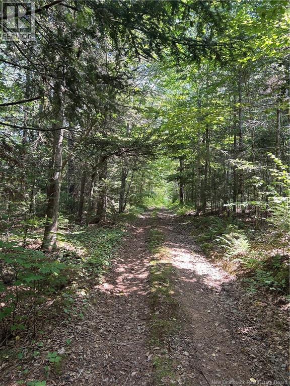 Mallery Road, Hammondvale, New Brunswick  E4E 3G1 - Photo 3 - NB124211