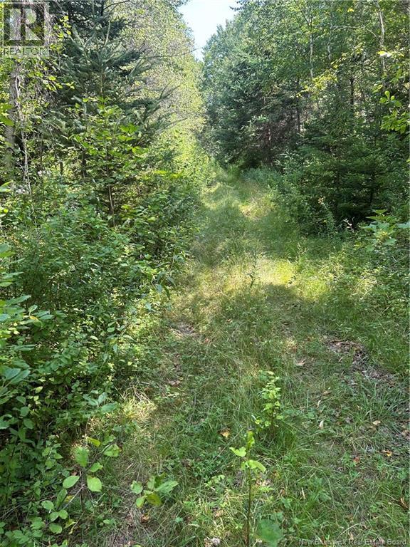 Mallery Road, Hammondvale, New Brunswick  E4E 3G1 - Photo 4 - NB124211