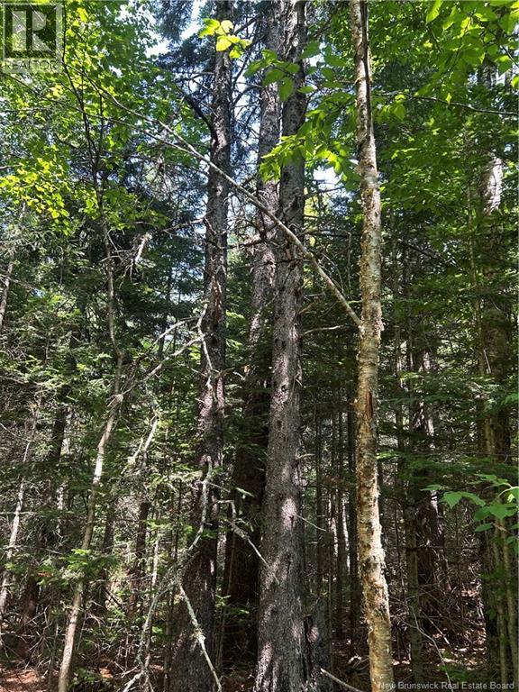 Mallery Road, Hammondvale, New Brunswick  E4E 3G1 - Photo 6 - NB124211
