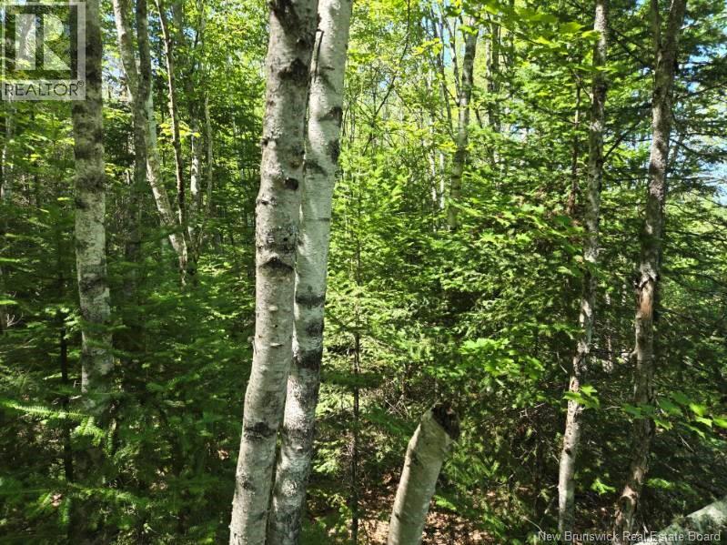 1 Morton Lane, Cumberland Bay, New Brunswick  E4A 3J3 - Photo 6 - NB124587