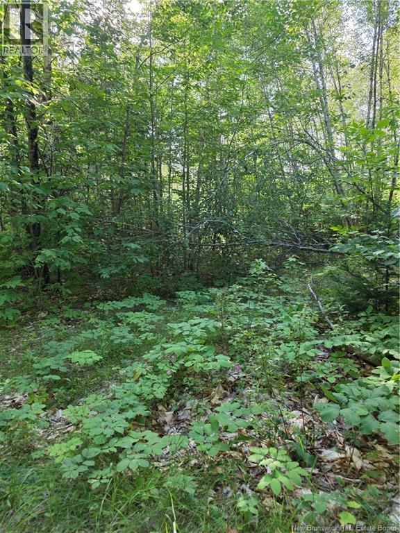 124 Greenhill Lake Road, Nackawic, New Brunswick  E6E 1E9 - Photo 11 - NB125150