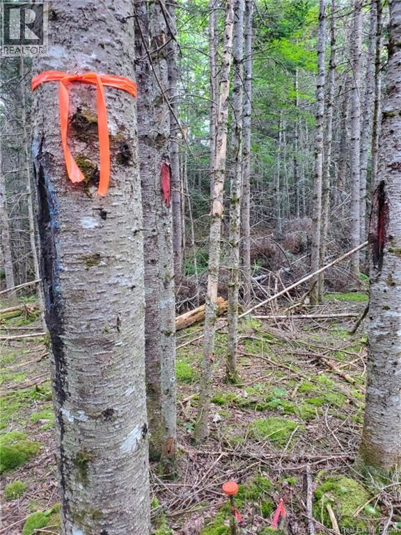 Lot 2 Thompson Road, Kierstead Mountain, New Brunswick  E5P 1X3 - Photo 6 - NB125407
