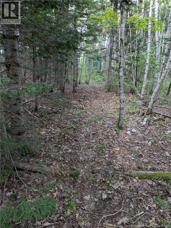 Lot Route 490, Pine Ridge, New Brunswick  E4T 3G1 - Photo 14 - NB125646