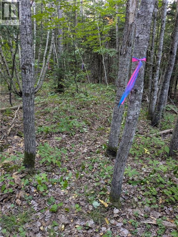 Lot Route 490, Pine Ridge, New Brunswick  E4T 3G1 - Photo 15 - NB125646