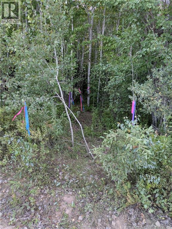 Lot Route 490, Pine Ridge, New Brunswick  E4T 3G1 - Photo 16 - NB125646