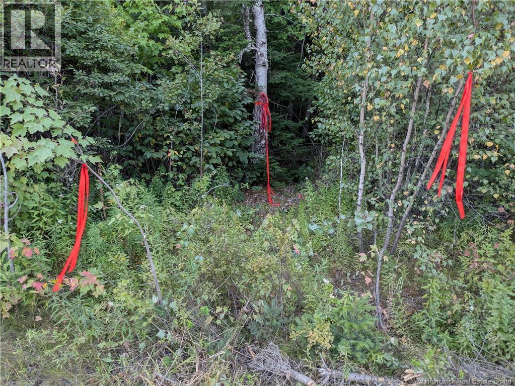 Lot Route 490, Pine Ridge, New Brunswick  E4T 3G1 - Photo 18 - NB125646