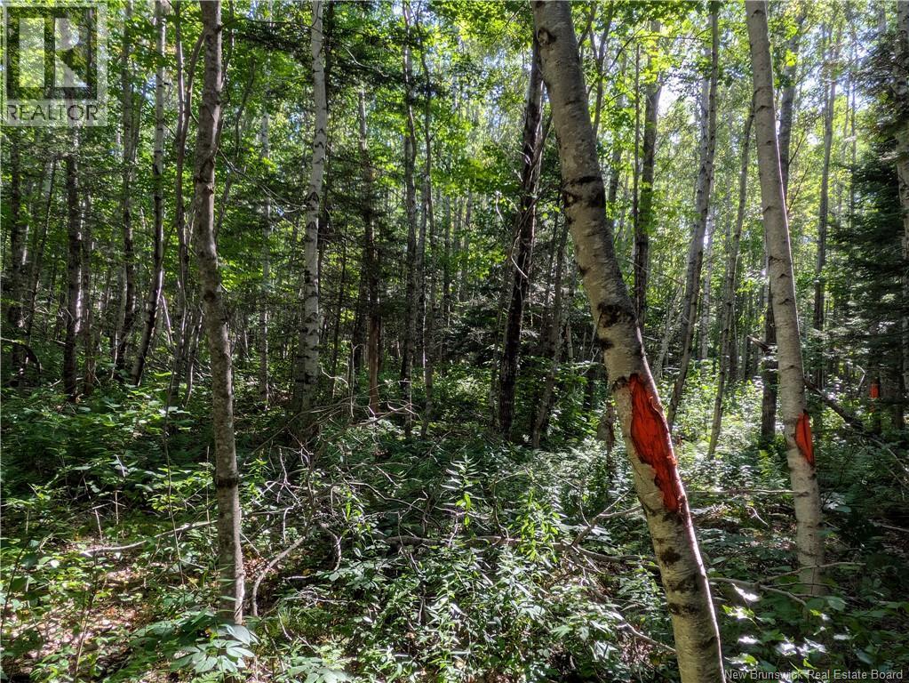 Lot Route 490, Pine Ridge, New Brunswick  E4T 3G1 - Photo 7 - NB125646