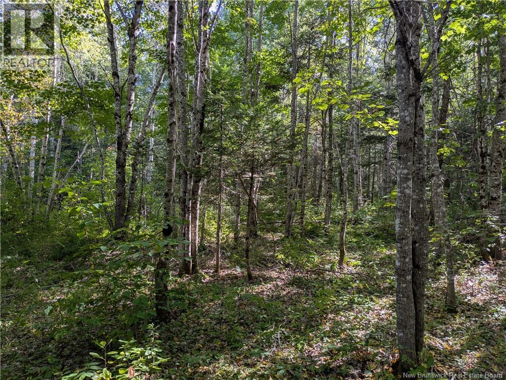 Lot Route 490, Pine Ridge, New Brunswick  E4T 3G1 - Photo 9 - NB125646