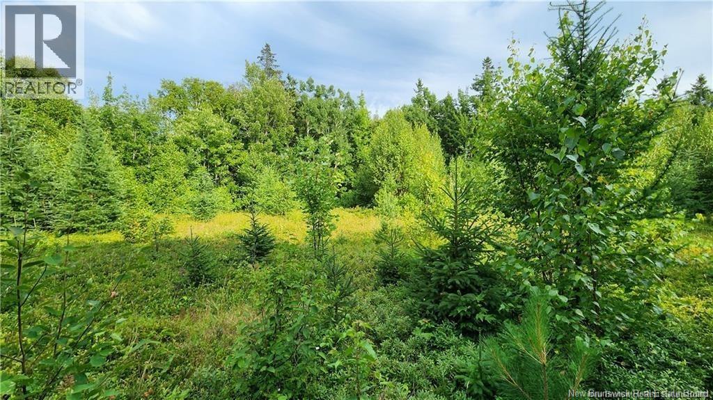 7.6 Acres Rue Pinet, Bertrand, New Brunswick  E1X 1L3 - Photo 3 - NB125918