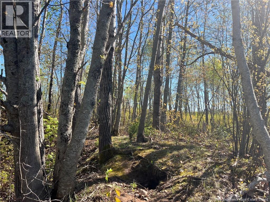 Lots Evangeline, Richibucto, New Brunswick  E4W 3Z5 - Photo 16 - NB126190