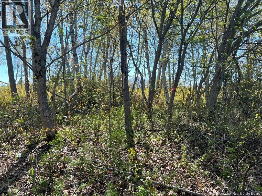 Lots Evangeline, Richibucto, New Brunswick  E4W 3Z5 - Photo 20 - NB126190