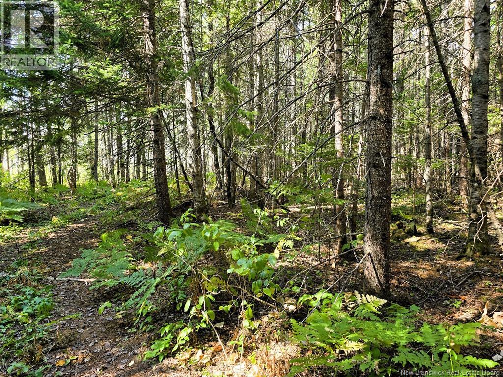 36 Acres Route 135, Duguayville, New Brunswick  E8M 1K2 - Photo 8 - NB126221