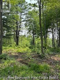 Lot Wegesegum Road, Chipman, New Brunswick  O0O 0O0 - Photo 14 - NB126361