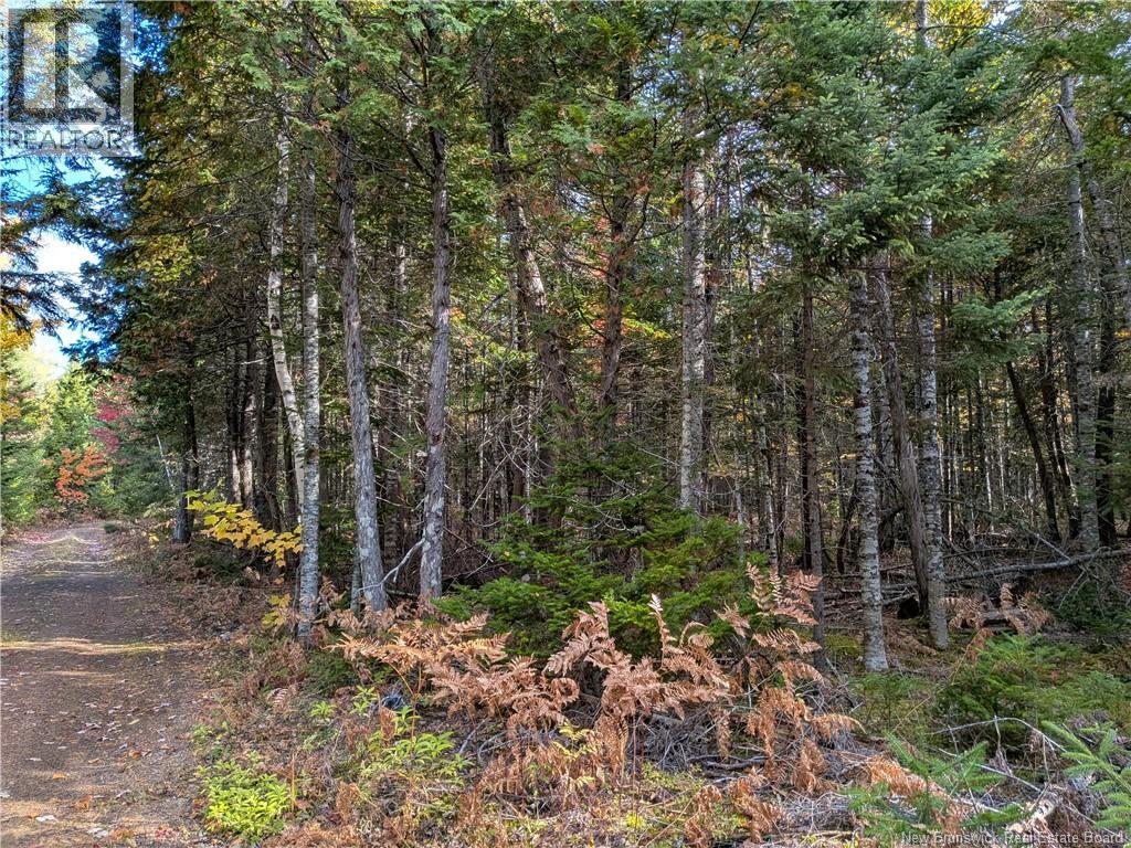 00 Highway 11, Redmondville, New Brunswick  E1N 5C5 - Photo 10 - NB126776