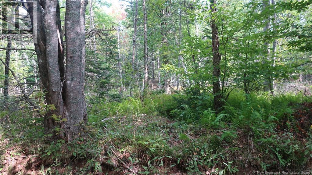 1371 Route 16 Route, Jolicure, New Brunswick E4L 2P9 - Photo 4 - NB127524