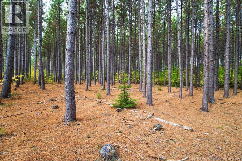 Lot Route 10, Youngs Cove, New Brunswick  O0O 0O0 - Photo 30 - NB127283