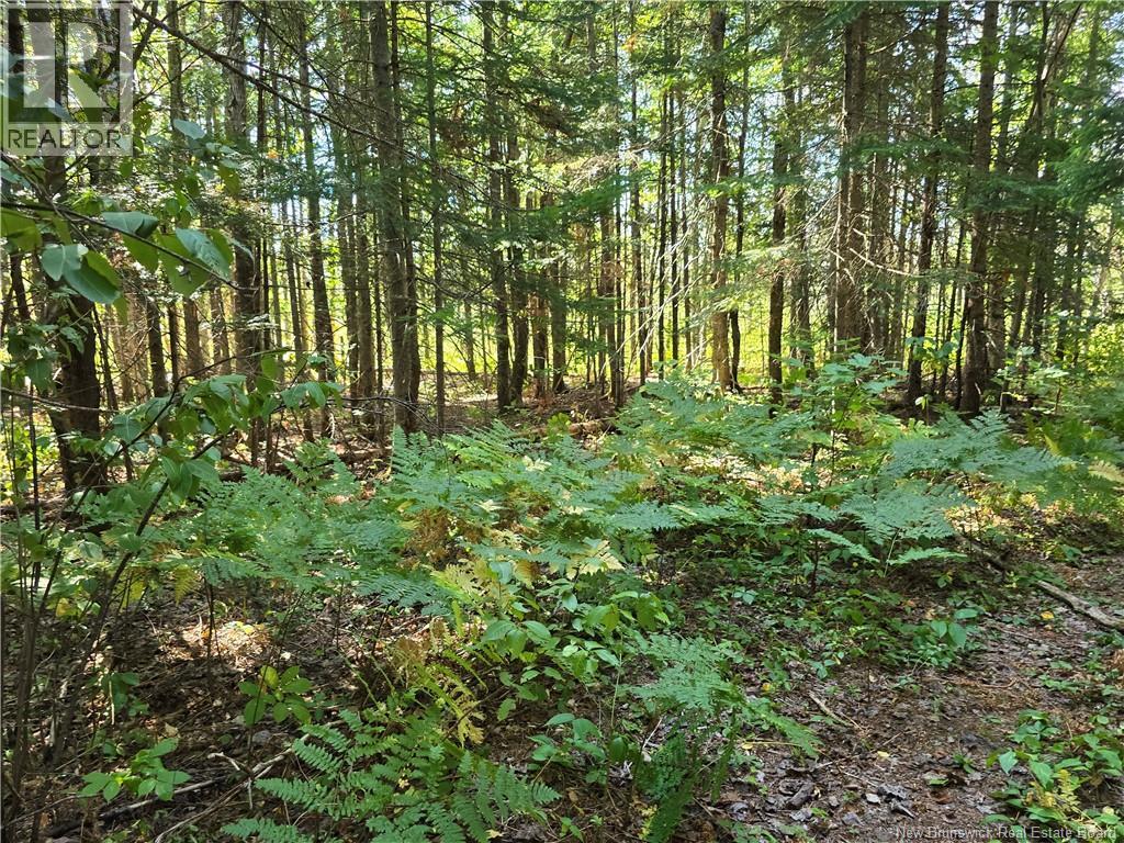 14.97 Acres Chemin Saulnier Ouest, Canton Des Basques, New Brunswick  E1X 2G6 - Photo 6 - NB127603