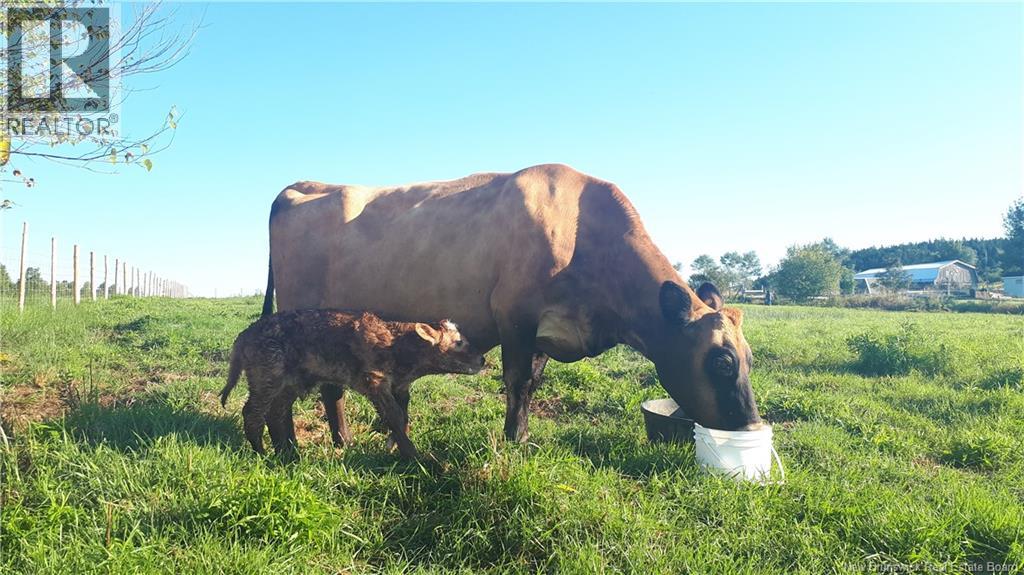 5356 Route 114, Hopewell Hill, New Brunswick E4H 3N3 - Photo 45 - NB128416