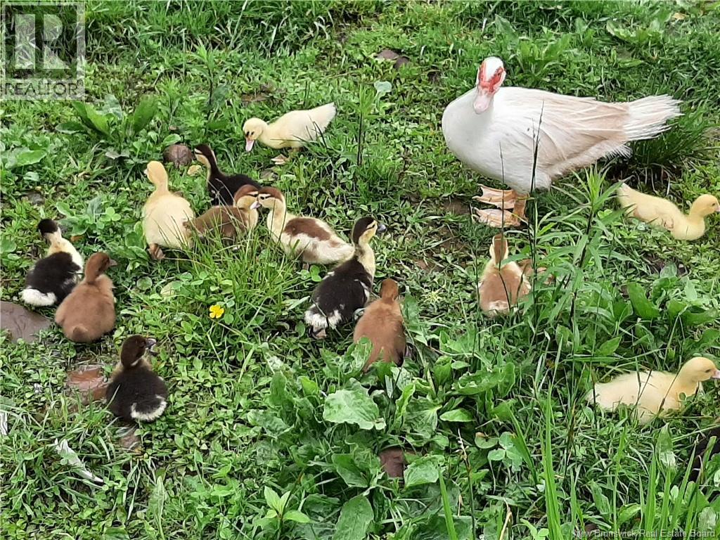 5356 Route 114, Hopewell Hill, New Brunswick E4H 3N3 - Photo 46 - NB128416