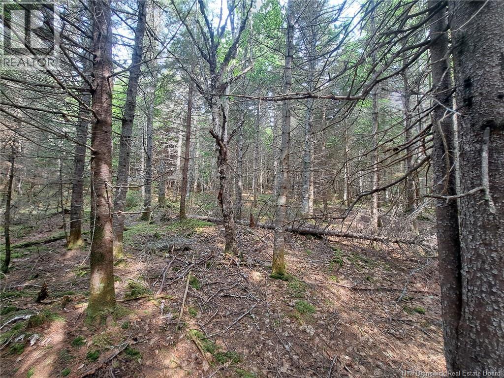 0 Memel Road, Albert Mines, New Brunswick  E4H 1T2 - Photo 4 - NB128391