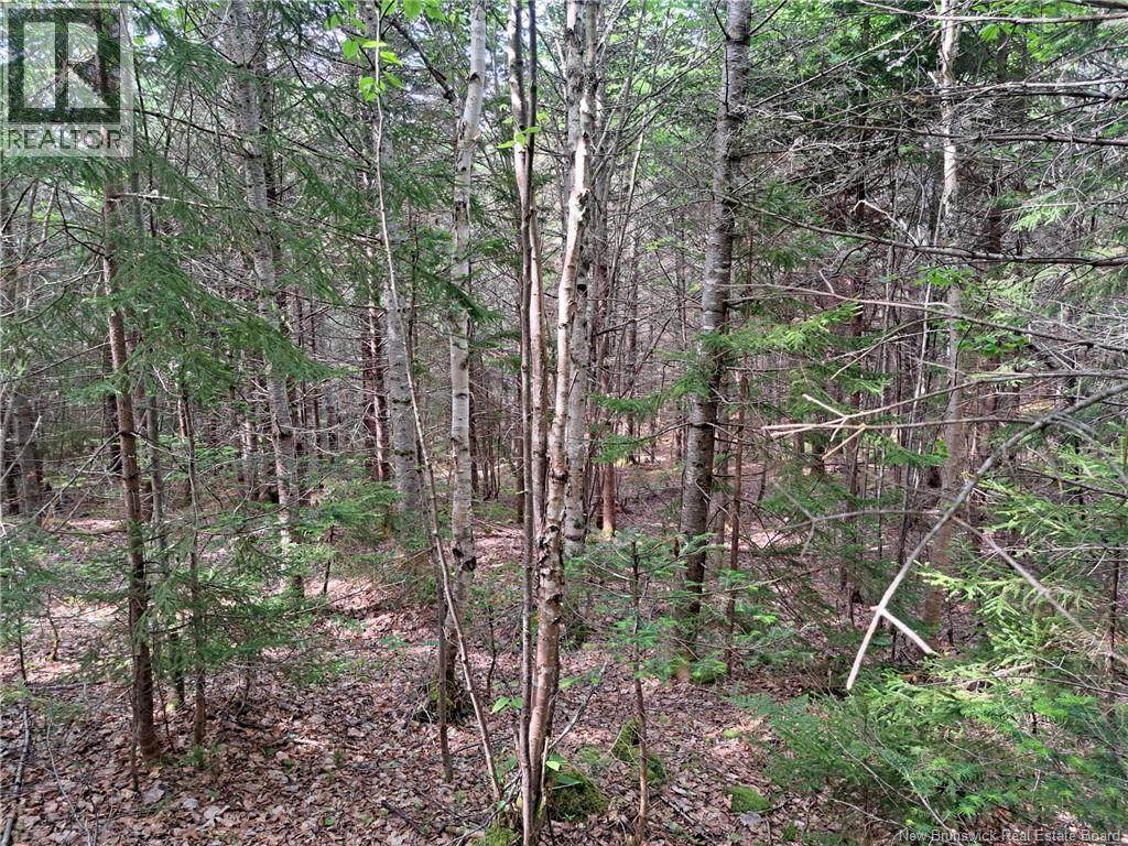 0 Memel Road, Albert Mines, New Brunswick  E4H 1T2 - Photo 5 - NB128391