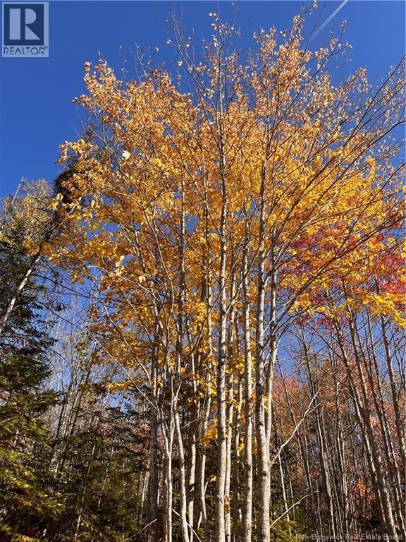 Lot Bells Mills Road, Richibouctou-Village, New Brunswick  E4W 1B8 - Photo 24 - NB128322