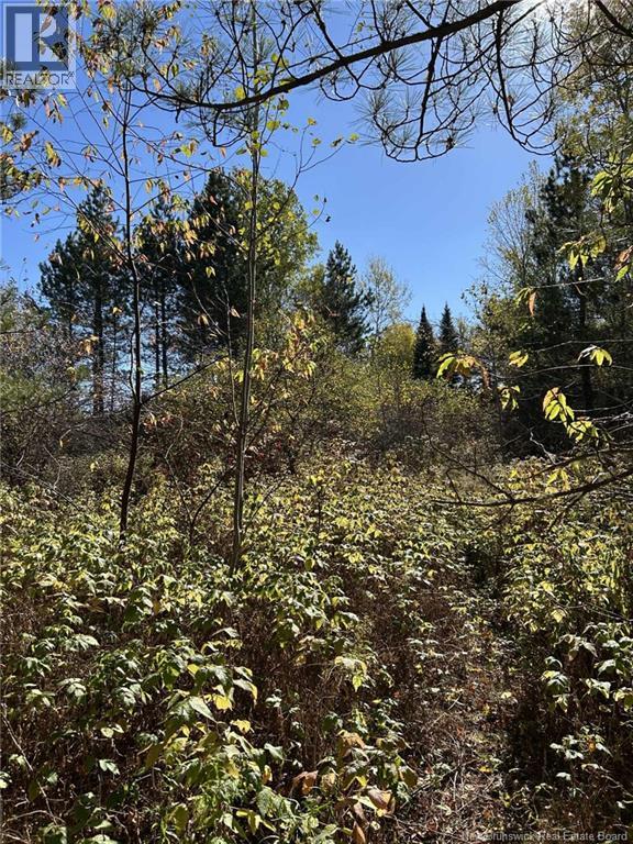 00 Taxis River Road, Taxis River, New Brunswick  E6A 1A7 - Photo 4 - NB128530