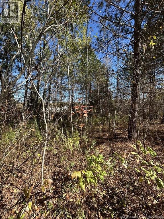 00 Taxis River Road, Taxis River, New Brunswick  E6A 1A7 - Photo 5 - NB128530