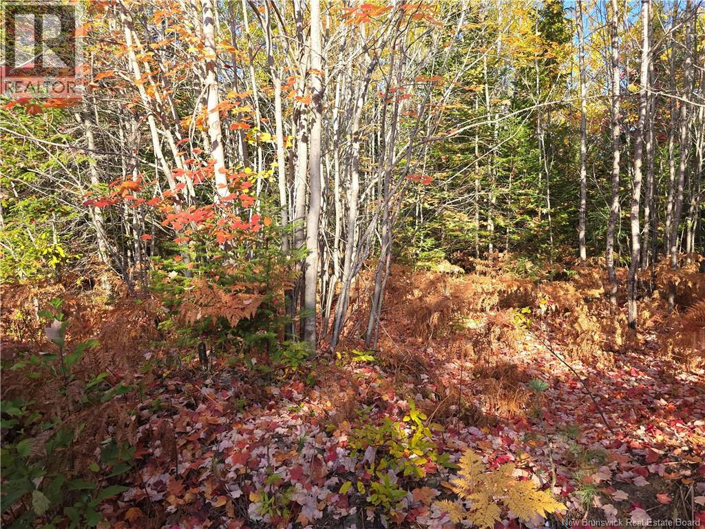 15 Acres Route 113, Inkerman, New Brunswick  E8P 1E2 - Photo 4 - NB128786